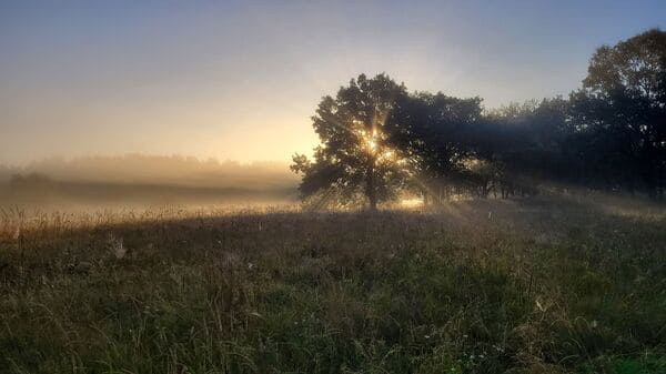منظر طبيعي هادئ مع ضوء الصباح